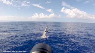 Breaching Blainvilles Beaked Whale in Hawaiʻi [upl. by Marasco]