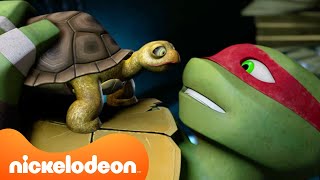 TMNT Las Tortugas Ninja  ¡Las tortugas adoptan mascotas 🐢🐱 Nickelodeon en Español [upl. by Lledyr]