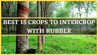 RUBBER INTERCROPPING BEST 15 CROPS TO INTERCROP WITH RUBBER  VEGETABLES TO INTERCROP WITH RUBBER [upl. by Sidon]