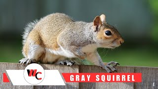 Interesting facts abour Eastern Gray Squirrel squirrel [upl. by Sumahs34]