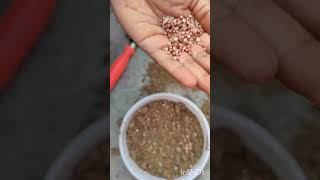 धनिया उगाने का आसान तरीका  how to grow coriander ☘️💜trending shorts coriander planting viral [upl. by Nillek]