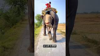 Police wala chada hathi par elephant hathi funny police shortsfeed sadanimalfacts funnymoment [upl. by Leanatan]