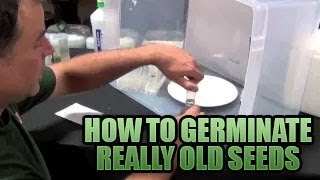 Germinating Really Old Seeds 101  How to get Old Seeds to POP Sprouting Old Seeds in Growers House [upl. by Eornom]