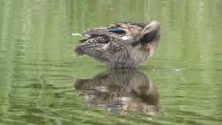 Green winged Teal [upl. by Ettennej]