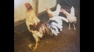 THE TRUE HISTORY OF PYLE GAMEFOWL [upl. by Liliane752]