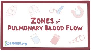 Zones of pulmonary blood flow [upl. by Center]