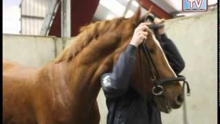 Opleiding paardenhouderij en hoefsmid bij De Groene Weelde [upl. by Nayb]