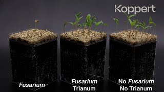 Trichoderma harzianum T22 combats Fusarium oxysporum in tomato [upl. by Materse63]