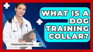 What Is A Dog Training Collar  PetGuide360com [upl. by Guod]