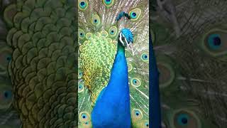 Peacock Calls  Peafowl Bird Sounds peacock birds [upl. by Maiah]