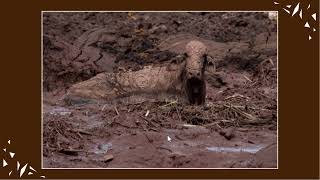 MEA 100 001 BerryD 2019 Brumadinho Dam Disaster 1 [upl. by Oirromed]