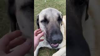 Meet Echo 125lb Anatolian shepherd dog cool facts and info [upl. by Anoyk]