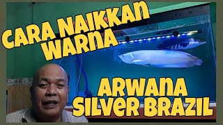 Caraku Naikkan Warna Ikan Arwana Silver Brazil Simpel [upl. by Dahsra774]