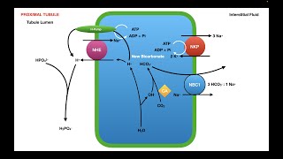 Titratable Acid Handling in the Nephron [upl. by Rede]