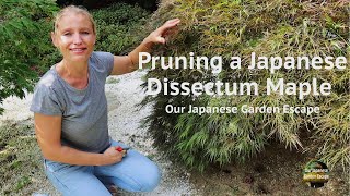 How to Prune a Japanese Dissectum Maple  Our Japanese Garden Escape [upl. by Suiddaht]