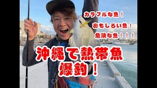 釣れすぎ！！沖縄で熱帯魚爆釣！！！【海釣り】 [upl. by Ruhl]