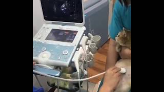 This pregnant cat getting an ultrasound might be the cutest thing I’ve ever seen [upl. by Ylaek]