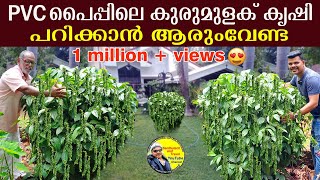 മുറ്റത്തുനിന്നും പണം വാരിയെടുക്കാം 👍🏻  peppercultivation [upl. by Ginelle]