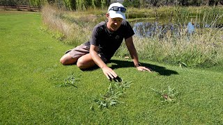 Grassy Weed Removal in My Lawn  Paspalum Couch and Crabgrass [upl. by Mahgirb]