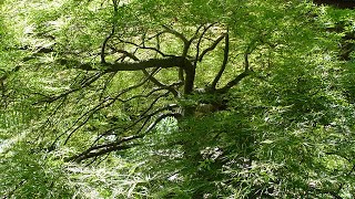 The dissected leaf Japanese maple  Acer palmatum Viridis  shows character after 29 years [upl. by Laup]