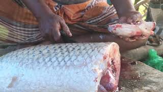 Amazing Big Grascuv Fish Cutting Skills In Fish Market  Fish Cutting Skills [upl. by Nomahs661]