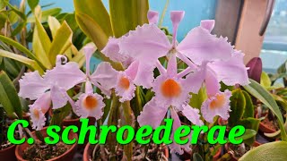 Cattleya schroederae [upl. by Currier142]