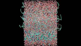 Molecular Dynamics simulation of a lipid bilayer and water [upl. by Drapehs]