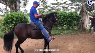 EN VENTA Caballo paso fino colombiano [upl. by Yanrahs787]