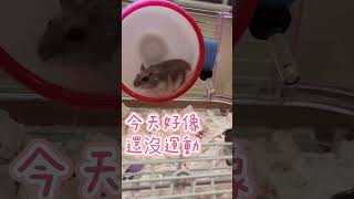 倉鼠小ㄓㄓ🐹饋手吃飯太可愛了😍 [upl. by Ataliah503]