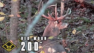 Hunt For 4  200inch GIANT Buck [upl. by Glogau]