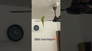 Jango Sitting on Fan  Talking Parrot Jango  Mithu loves Jango ❤️🦜 [upl. by Illil]