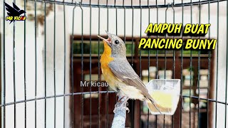 🔴 suara burung sikatan mugimaki gacor [upl. by Harmony]