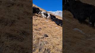 Mountain Animal Yaks  shorts shortsfeed highlands mountains [upl. by Kimon]