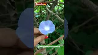 morning glory flower ipomoea nil ipomoea blue star my village biodiversity indai viral song [upl. by Sofer]