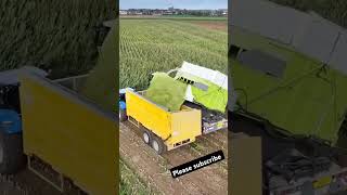 Claas Jaguar 980 in action Claas agriculturalmachinery harvestseason – Powering through harvest [upl. by Py]