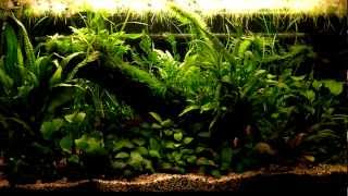 kosturs low tech aquarium [upl. by Danielson]