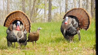 Opening Day Amazing Turkey Hunt ‼️ [upl. by Rahab]