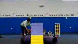 TDAA Agility Video [upl. by Nonnad522]