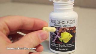 Fish Mox Forte 500 mg Amoxicillin Fish Antibiotic [upl. by Errised]