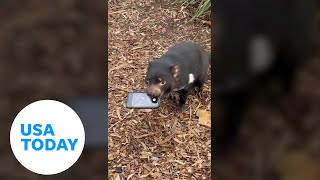 Tasmanian devil snatches phone that fell into its enclosure  USA TODAY [upl. by Faruq815]