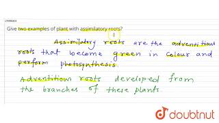 Give two examples of plant with assimilatory roots  11  STRUCTURAL ORGANISATION IN PLANTS  B [upl. by Geminian]