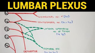 Lumbar Plexus  Lower Limb Anatomy [upl. by Noneek]