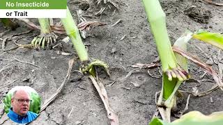 Corn Rootworm Management [upl. by Ashmead]