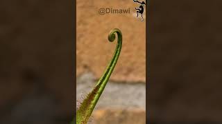 Drosera Adelae leave growing timelaps over 2 weeks [upl. by Dnaleel]