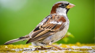 🐦 PARDAIS CANTANDO NO AMANHECER PARDAL CANTANDO 🐦 [upl. by Adnana]