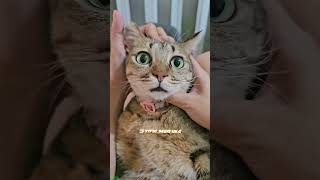 Cat Funny Videos 🥰 kitten meowing crying 🐱 catslife Episode 1385 [upl. by Porett]