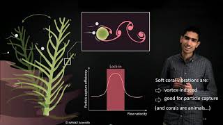 A Blessing in Disguise VortexInduced Vibrations as a Soft Coral Feeding Strategy [upl. by Myrtle]