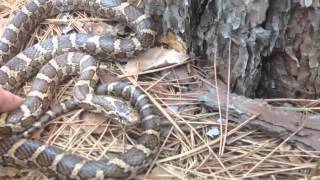 Eastern Milk Snake [upl. by Eilasor]