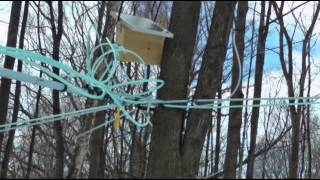 Maple Syrup Makers Tap Into New Technology [upl. by Terina951]