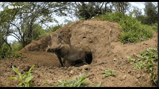 DOCUMENTÁRIO NATUREZA E VIDA SELVAGEM  Companheiros da Savana Africana  RTP1 [upl. by Ramey]